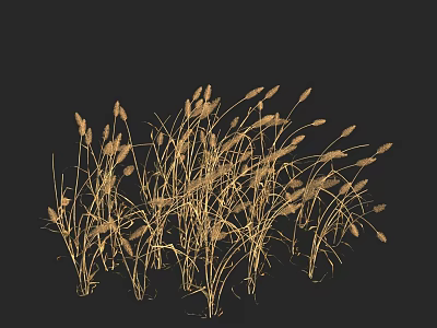 Golden Grass with Wispy Stems in Natural Form Against Black Background 3d model