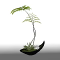 Bonsai Plant With Feathery Green Leaves Slender Curved Stems In Black Pot With Lush Moss