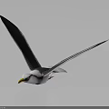 Seagull Flying With Spread Wings White Gray Feathers Yellow Beak On Dark Background