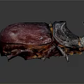 Rhinoceros Beetle With Dark Purple Black Exoskeleton On Shiny Dark Surface