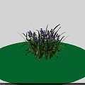 Blooming Purple Flowers With Long Green Leaves In Natural Plant Cluster