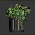 Lush Green Plant with Striped Leaves in Decorative Black Pot for Indoor Decor