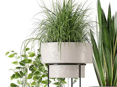 Bonsai Potted Plant in White Textured Pot on Black Metal Stand with Green Leaves 3d model