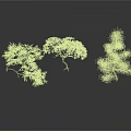 Three Decorative Trees With Green Foliage And Different Branch Shapes On White Background