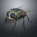 3D Rendered House Fly Game and Movie Character With Large Compound Eyes and Transparent Wings