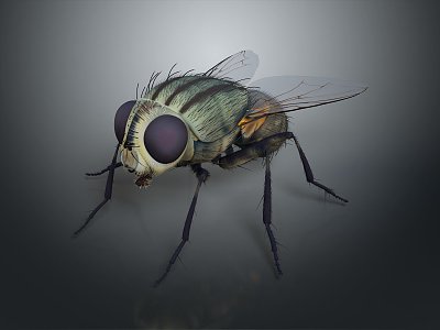 fly green head fly insect animal 3d model