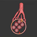Innovative Medical Device Showing Vascular Structure With Internal Red Spheres And External Hand Like Appendages