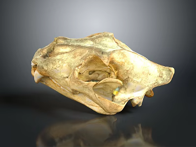Animal Skull Skeletal Organ With Detailed Bone Structure And Natural Texture 3d model