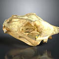 Animal Skull Skeletal Organ With Detailed Bone Structure And Natural Texture