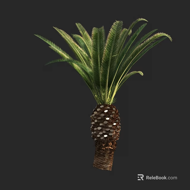 Detailed Sago Palm Tree With Pinnate Green Fronds And Textured Trunk 3d model 