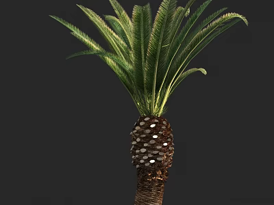 Detailed Sago Palm Tree With Pinnate Green Fronds And Textured Trunk 3d model