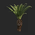 Detailed Sago Palm Tree With Pinnate Green Fronds And Textured Trunk