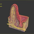 Medical Device Anatomical Model Showing 3D Human Tissue Cross Section with Vessels Nerves