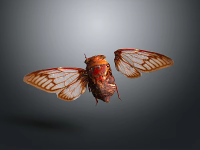 Cicada With Transparent Veined Wings And Red Brown Body In Flight 3d model