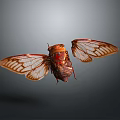Cicada With Transparent Veined Wings And Red Brown Body In Flight
