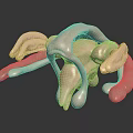 Detailed 3D Model of Human Organs and Hair with Complex Anatomical Structure