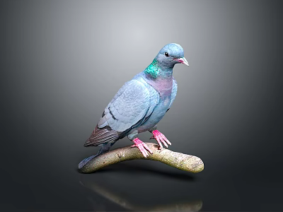 Blue Pigeon With Iridescent Neck Feathers Perched On A Branch Against Gray Background 3d model
