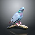 Blue Pigeon With Iridescent Neck Feathers Perched On A Branch Against Gray Background