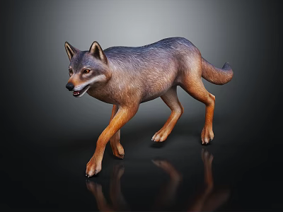 Realistic 3D Rendered Wolf with Gray Brown Fur Walking on Dark Background and Reflection 3d model