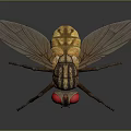 Detailed Realistic Fly With Red Eyes Transparent Wings And Striped Body On Dark Background