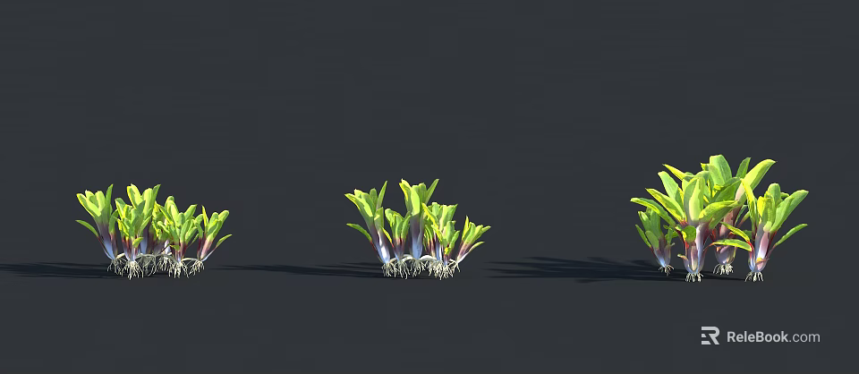 Plants With Different Growth Stages Green Purple Leaves And Visible Roots On Dark Background 3d model 