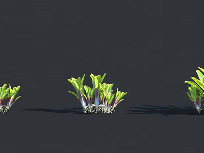 Plants With Different Growth Stages Green Purple Leaves And Visible Roots On Dark Background 3d model