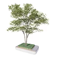Landscape Tree Pool Street Trees 3d model