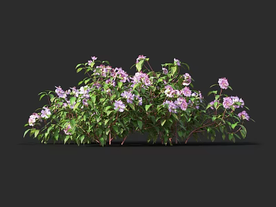 Lush Blooming Shrub With Purple Flowers And Green Leaves In Garden 3d model