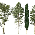 Various Arbor Tree Species with Distinct Crown Shapes and Green Foliage