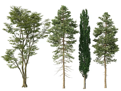 Various Arbor Tree Species with Distinct Crown Shapes and Green Foliage 3d model