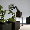 Bonsai Trees With Curved Branches And Lush Foliage In Black Square Pots And Metal Stand