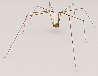 Spider Water Spider 3d model