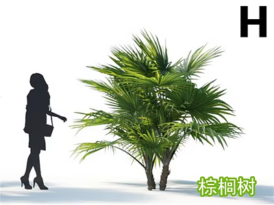 Green Palm Tree with Lush Foliage and Silhouette of a Person Standing Next to It 3d model
