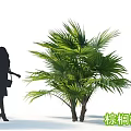 Green Palm Tree with Lush Foliage and Silhouette of a Person Standing Next to It