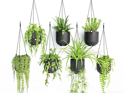 Various Hanging Basket Green Plants with Trailing Foliage in Black Pots 3d model
