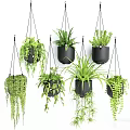 Various Hanging Basket Green Plants with Trailing Foliage in Black Pots