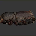 Dark Brown Beetle With Shiny Exoskeleton And Orange Legs On Gray Background