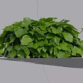 Lush Green Ivy Plant With Vibrant Fresh Leaves And Dense Foliage