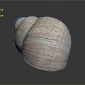 Sea Snail Natural Shell With Light Brown Striped Texture And Smooth Surface