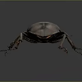 Stag Beetle With Large Mandibles And Dark Exoskeleton Isolated On Gray Background