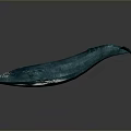 Blue Whale With Smooth Blue Body White Spots And Raised Tail Against Gray Background