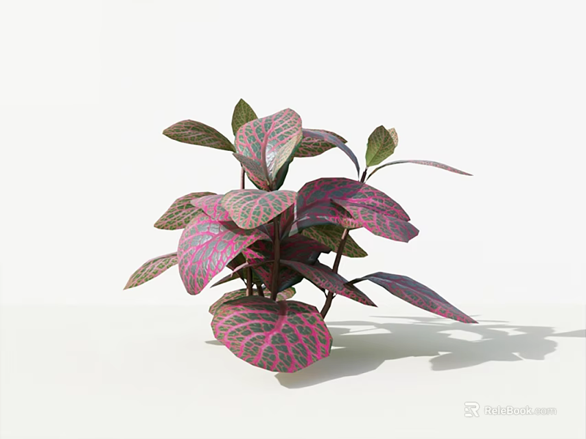 Lush Potted Houseplant with Purple Red Green Variegated Leaves on White Background 3d model 