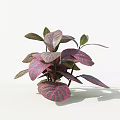 Lush Potted Houseplant with Purple Red Green Variegated Leaves on White Background