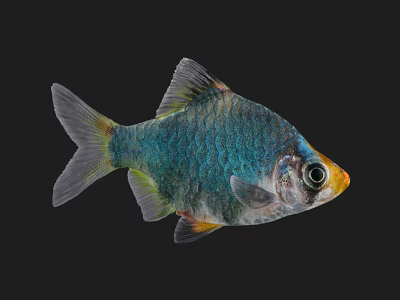 Vibrant Aquatic Fish With Blue Green Scales And Yellow Head Accent 3d model