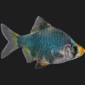 Vibrant Aquatic Fish With Blue Green Scales And Yellow Head Accent