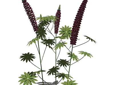 Tall Purple Flower Spikes With Green Leaves In Garden Plant 3d model