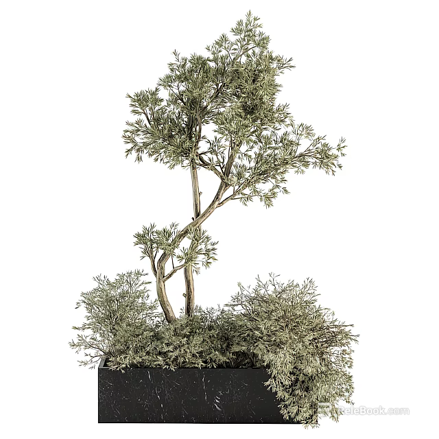 Ornamental Shrub With Curved Branches And Green Foliage In Black Square Pot 3d model 