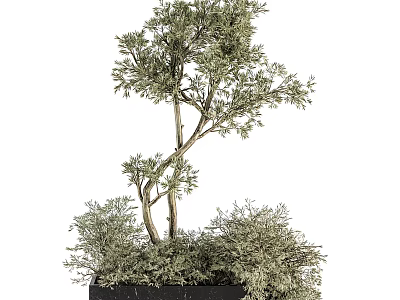 Ornamental Shrub With Curved Branches And Green Foliage In Black Square Pot 3d model