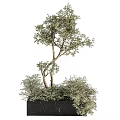 Ornamental Shrub With Curved Branches And Green Foliage In Black Square Pot