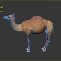 Single Brown Camel Standing On Dark Background With Smooth Surface 3d model